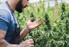 cannabis canva 20260324